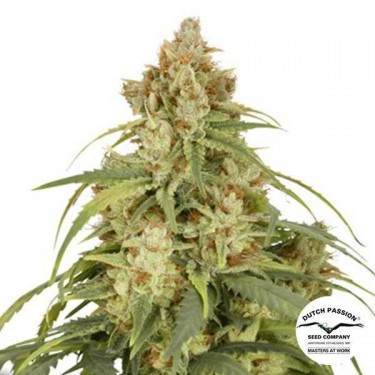 Acheter Auto CBD-Victory de Dutch Passion - Grow Barato