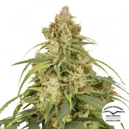 Acheter Auto CBD-Victory de Dutch Passion - Grow Barato