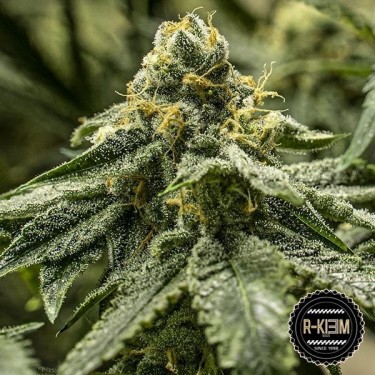 2y2 Plante de marijuana