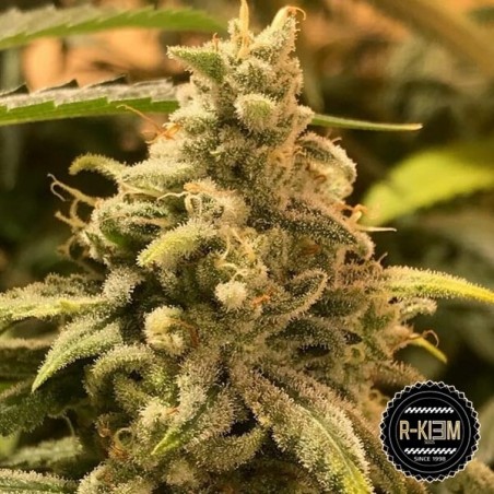 Acheter DeadCheese de R-Kiem Seeds - Grow Barato