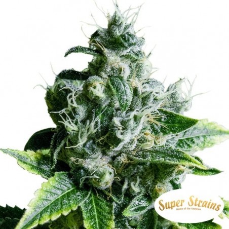 Plante de marijuana Eden CBD