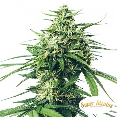 Acheter Saga CBD de Super Strains-  Grow Barato