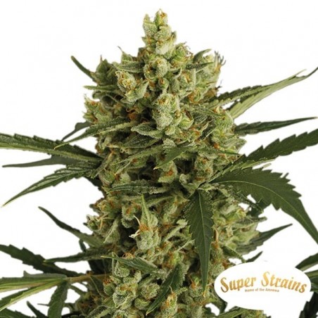 Plante de marijuana Crackers