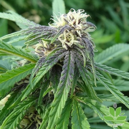 graine Easy Sativa