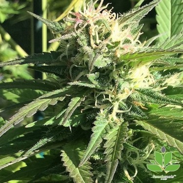 Plante de marijuana Outdoor Grapefruit