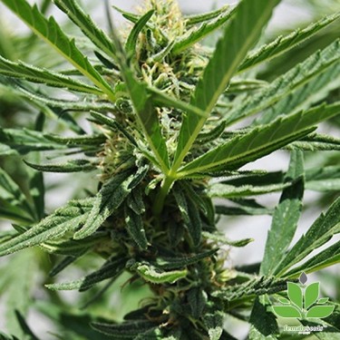 Acheter Critical Sour de Female Seeds - GB The Green Brand