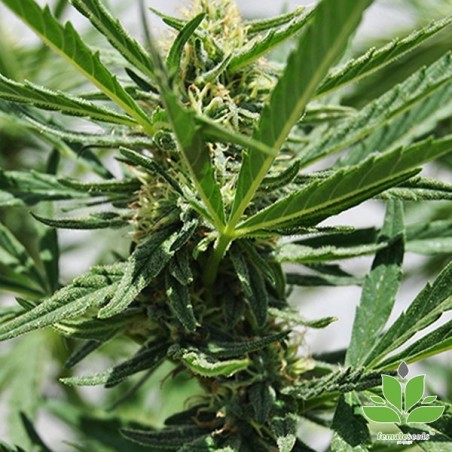 Acheter Critical Sour de Female Seeds - GB The Green Brand