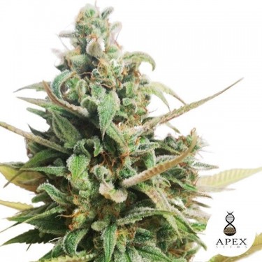 Choco Muffin de la banque d'Apex Seeds - Grow Barato