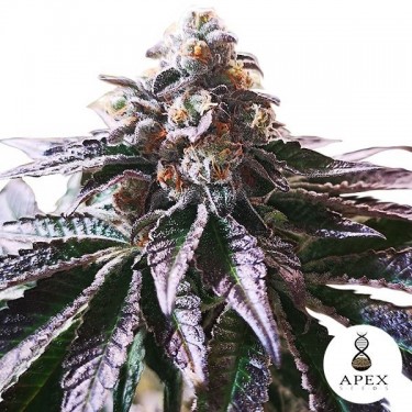 Magic Cookies Sorbet féminisée de Apex Seeds - Grow Barato