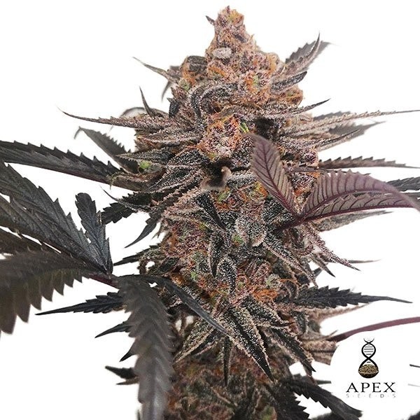 Voir Plante de cannabis X-Med CBD Plus
