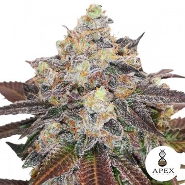 Auto Critical Sorbet XXL Apex Seeds - Grow Barato