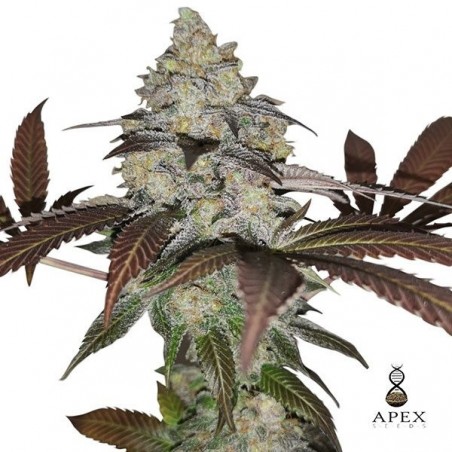 Auto Sorbet Plante de marijuana