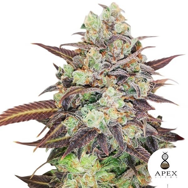 Voir Auto Wedding Crasher autofloraison Apex Seeds - Grow Barato