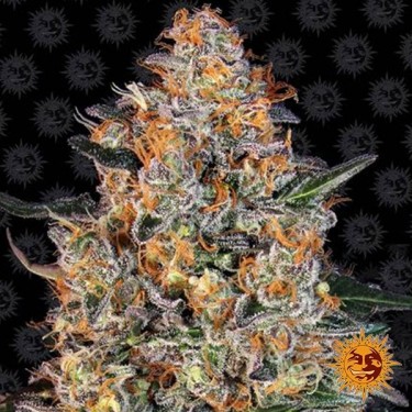 Bubba Kush Féminisée de Barney's Farm  - Grow Barato
