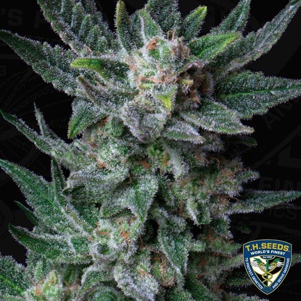 Voir Auto Bubblegum Plante de marijuana