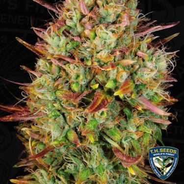 Auto MK-Ultra Plante de marijuana