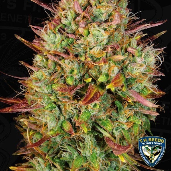 Voir Auto MK-Ultra Plante de marijuana