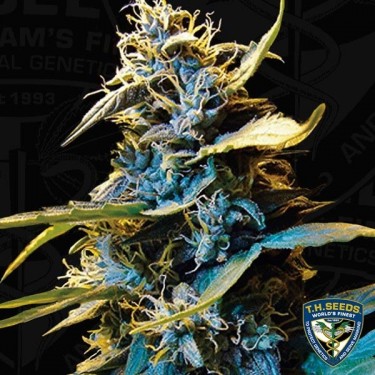 Auto Northern Hog Plante de cannabis