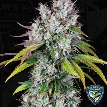 Underdawg Plante de marijuana