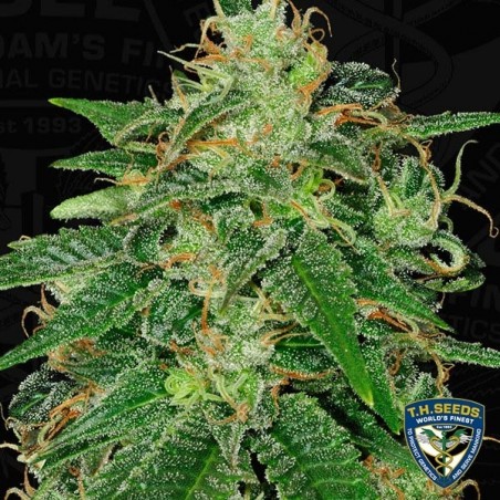 Plante de marijuana S.A.G.E.