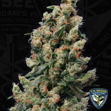 Kushage féminisée de T.H. Seeds Bank - Grow Barato
