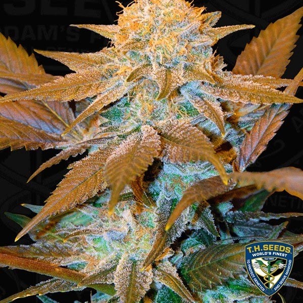 Voir Critical Hog Plante de marijuana