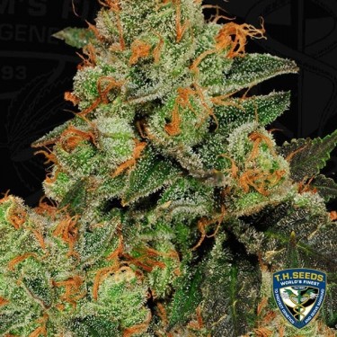 Bubblegum Plante de marijuana