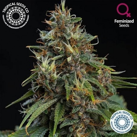 Plante de marijuana Bisho Purple