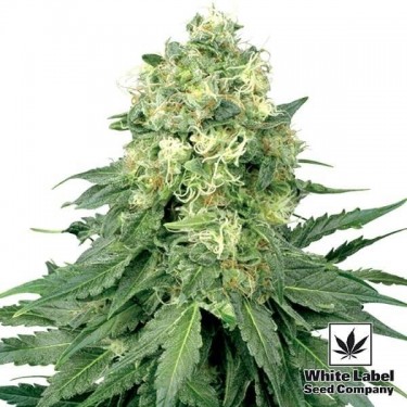 White Widow Régulière