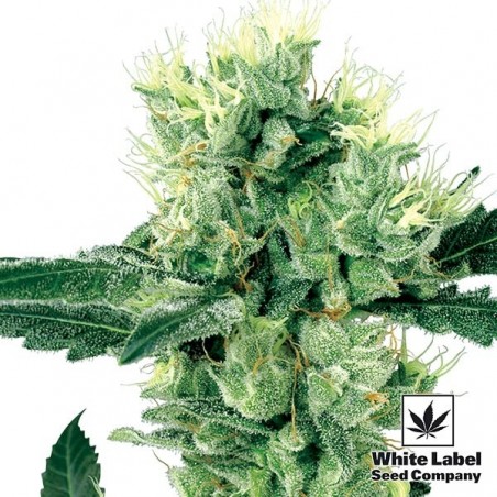White Haze Régulière