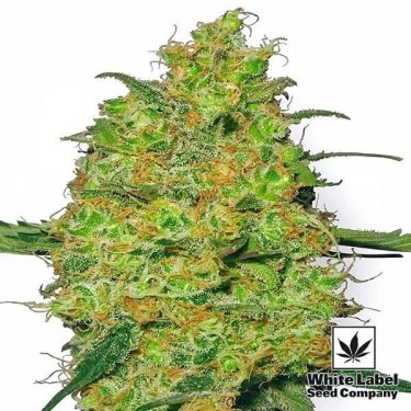 Plante de marijuana Master Kush Régulière