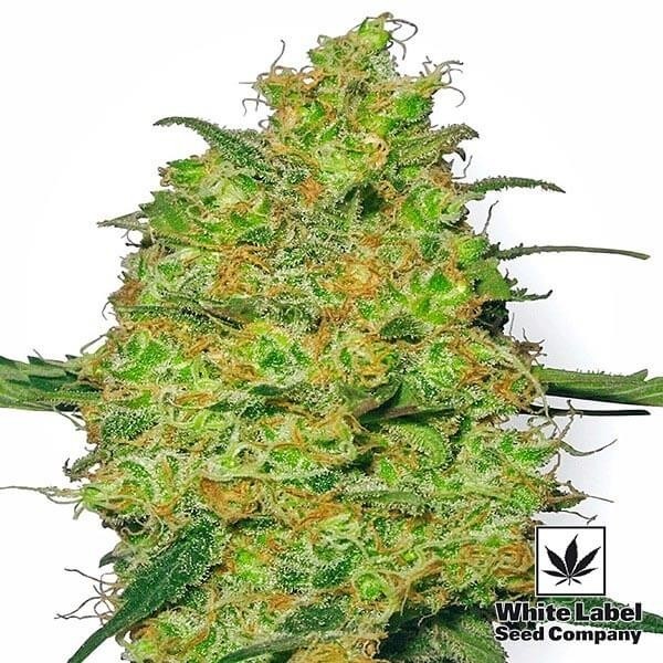 Voir Plante de marijuana Master Kush Régulière