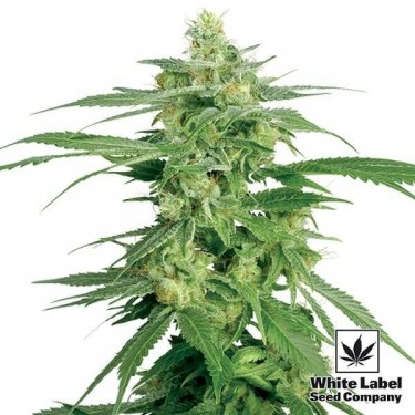 Holland's Hope Régulière