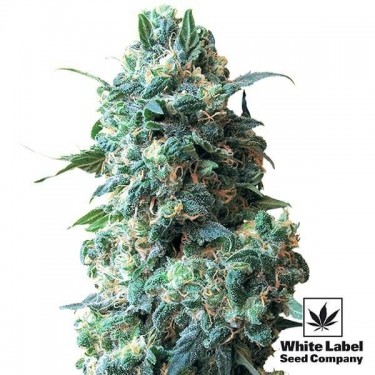 Afghan Kush Régulière