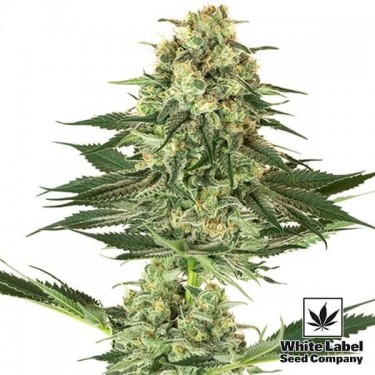 Plante de cannabis Banana Kush