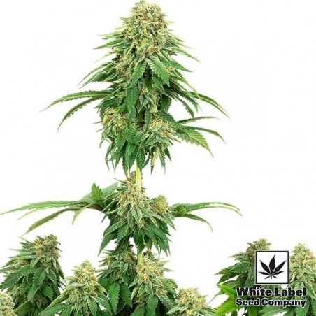 Plante de cannabis Girl Scout Cookies