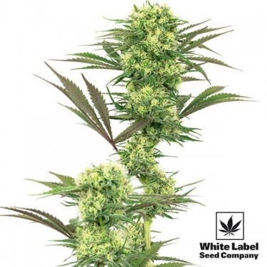 Guava Jelly de White Label effet énergétique - Grow Barato