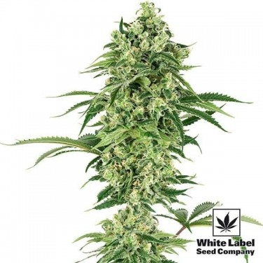 Plante de cannabis Nicole Hindu Kush
