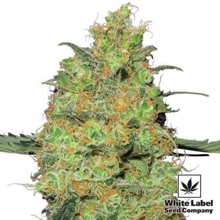Master Kush Plante de marijuana