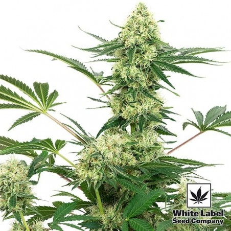 Wedding Cheesecake Plante de cannabis