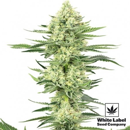 Plante de cannabis White Gorilla Haze