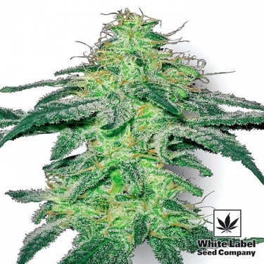 White Skunk Plante de marijuana