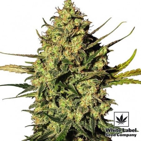 Plante de cannabis Master Kush Automatic