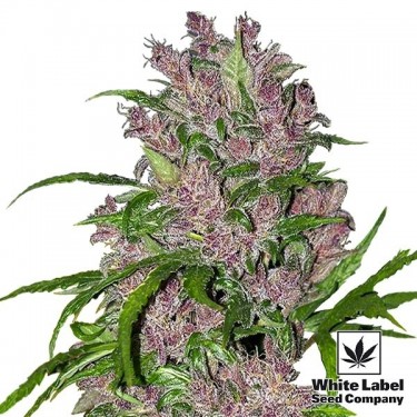 Graines Purple Bud Automatic de White Label - Grow Barato