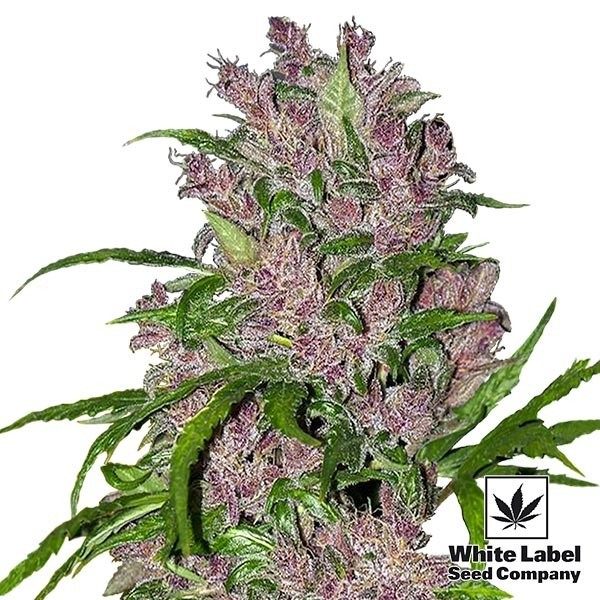 Voir Graines Purple Bud Automatic de White Label - Grow Barato