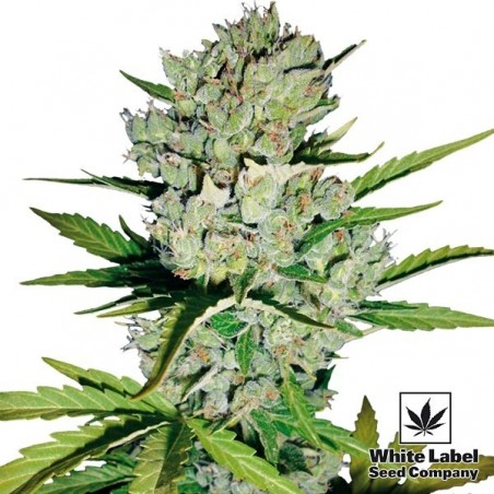 Skunk 1 Auto-florissante