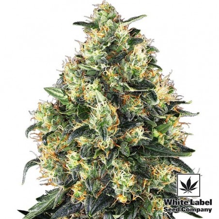 Super Skunk Auto-florissante
