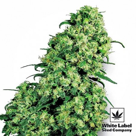 Skunk 1 Plante de marijuana