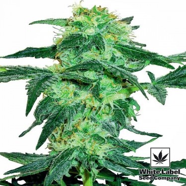 White Ice Plante de cannabis
