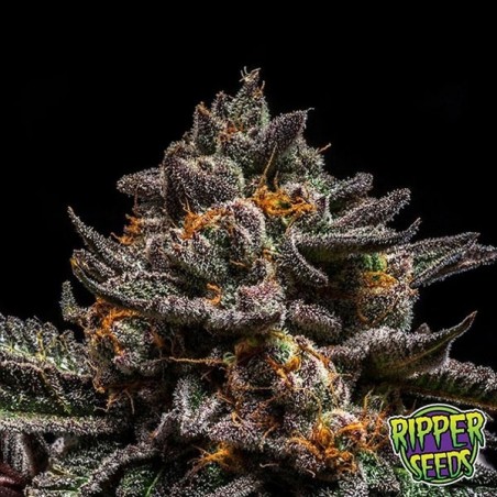 Plante de marijuana Brain Cake